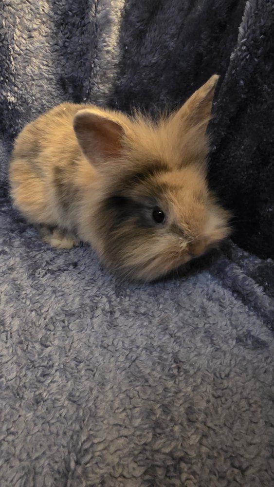 Lion lop