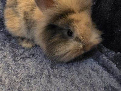 Lion lop