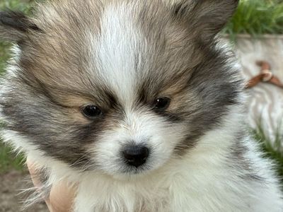 Pomeranian tri colred puppies