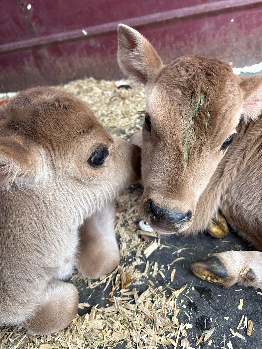 Bottle calves