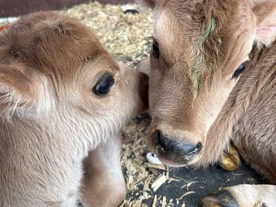 Bottle calves