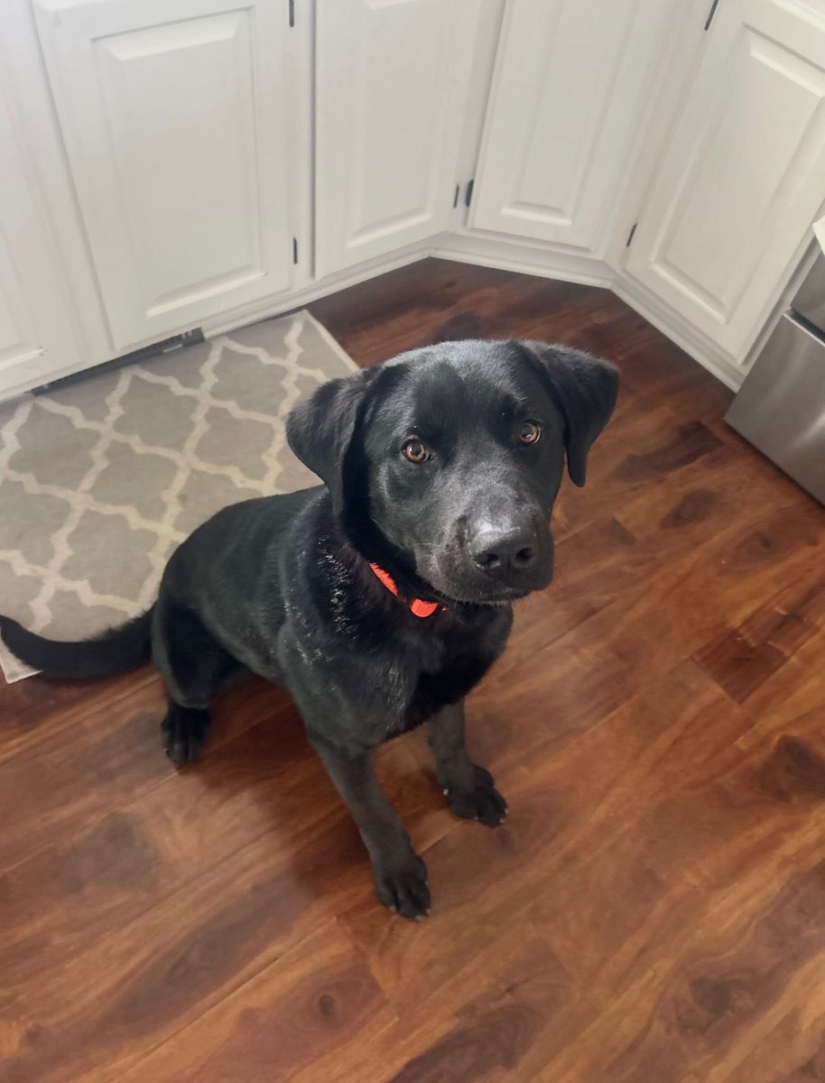 Lab