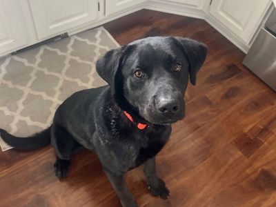 Lab