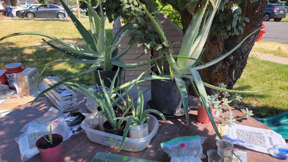 Potted Aloe Vera Succulent Plants