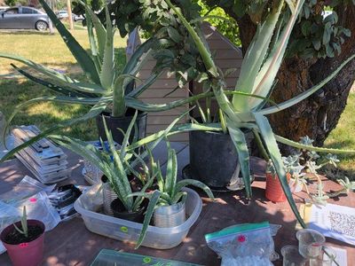 Potted Aloe Vera Succulent Plants