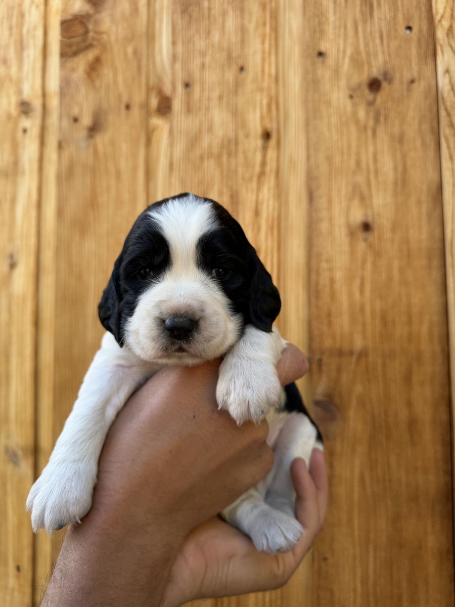 2 AKC English Springer Spaniel Puppies – European & Bench Lines