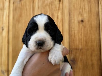 2 AKC English Springer Spaniel Puppies – European & Bench Lines