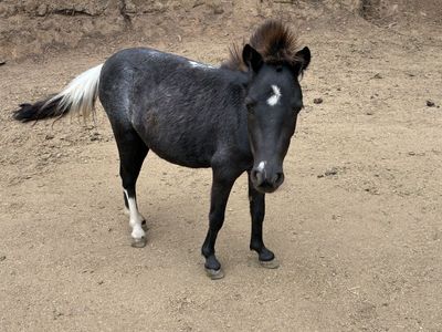 DARK SLATE GRULLA SUPER MINI PONY