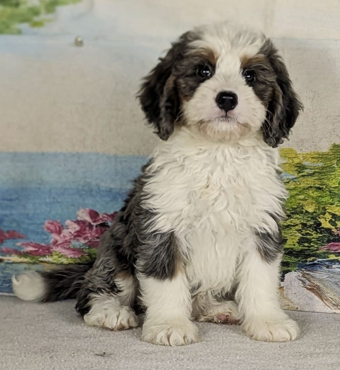 Girl Fifi – Merle Mini Bernedoodle $2400