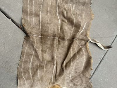 Natural Kudu Hide Real Animal Skin Leather Craft Material - Tan/White with Stripes
