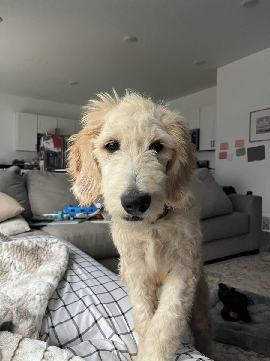 Adorable Goldendoodle Puppy