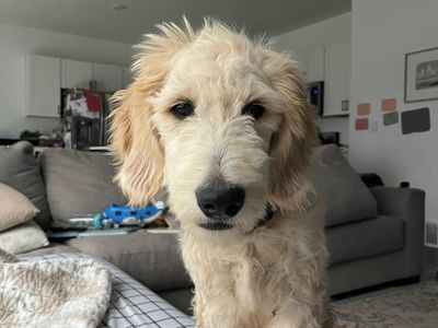 Adorable Goldendoodle Puppy