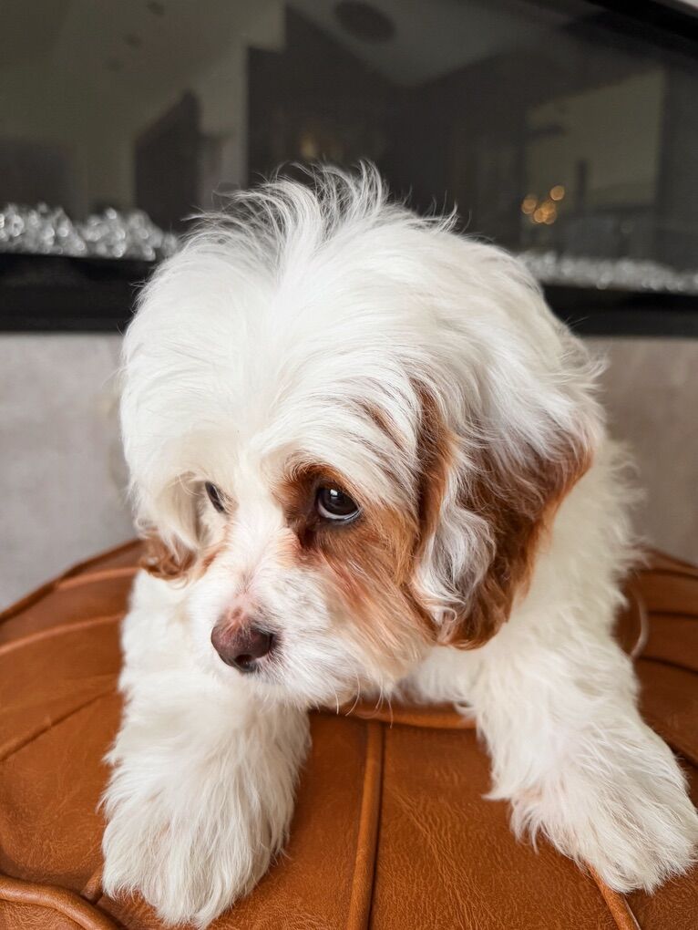 Gorgeous Cavapoo Female!