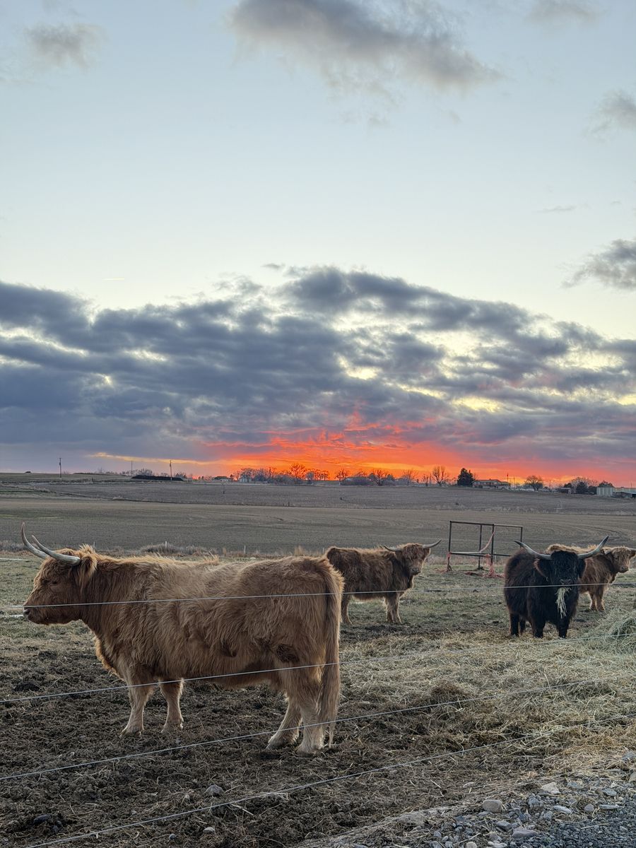 Complete Highland Cattle Package – 9 Head (1 Adult Bull, 7 Bred Cows, 1 Bull Calf)