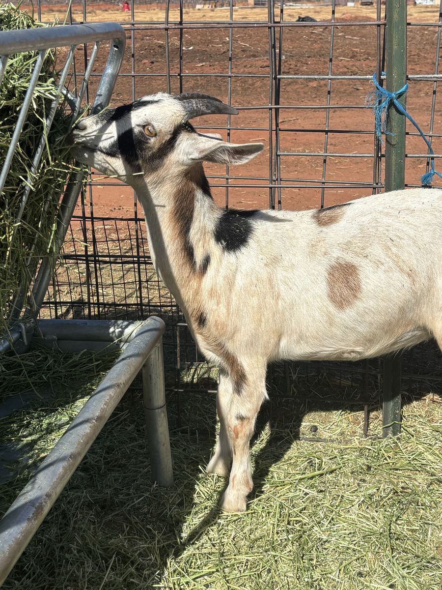 Goats