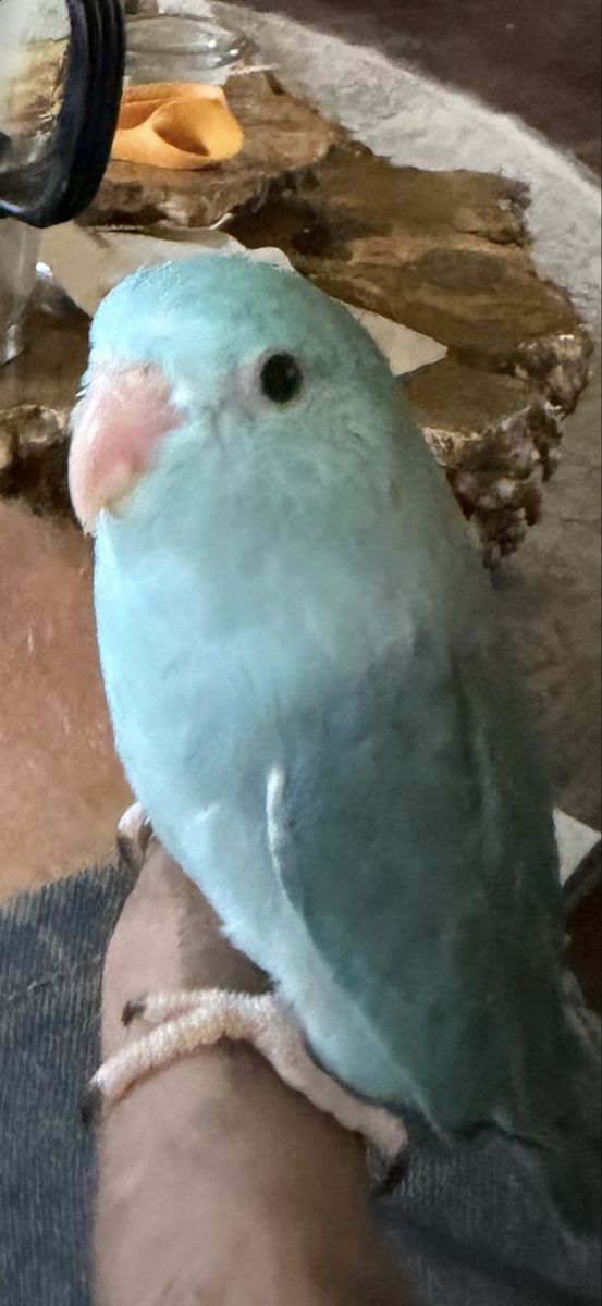 NICE BABY BOY pARROTLET