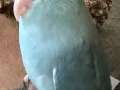 NICE BABY BOY pARROTLET