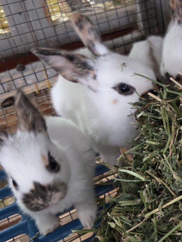 Baby Rhinelander Bunny Rabbits