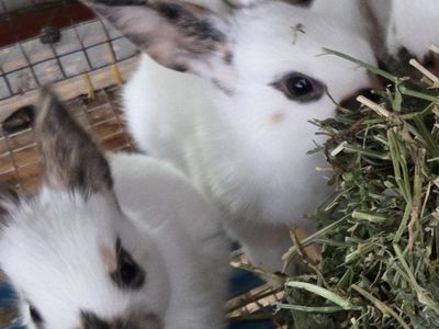 Baby Rhinelander Bunny Rabbits