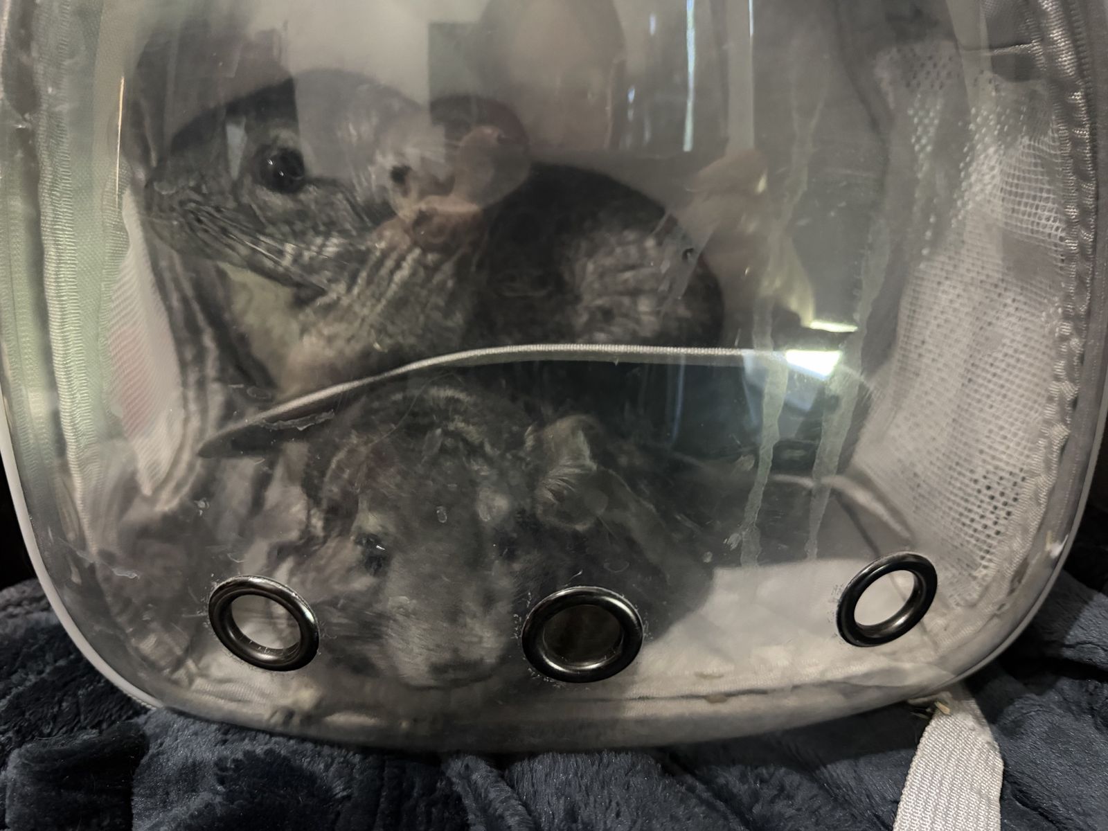 Chinchilla Brothers
