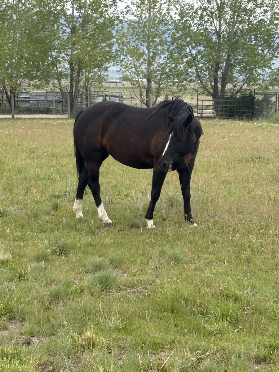 7 yr old APHA registered mare ranch horse
