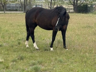 7 yr old APHA registered mare ranch horse