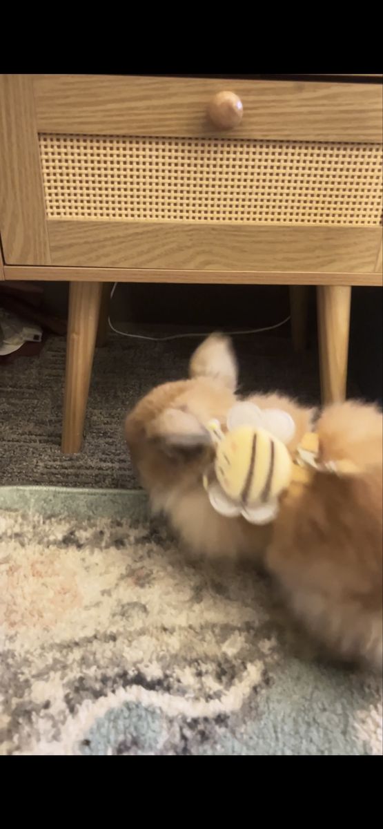 Adorable Fluffy Fuzzy Dwarf Holland Lop