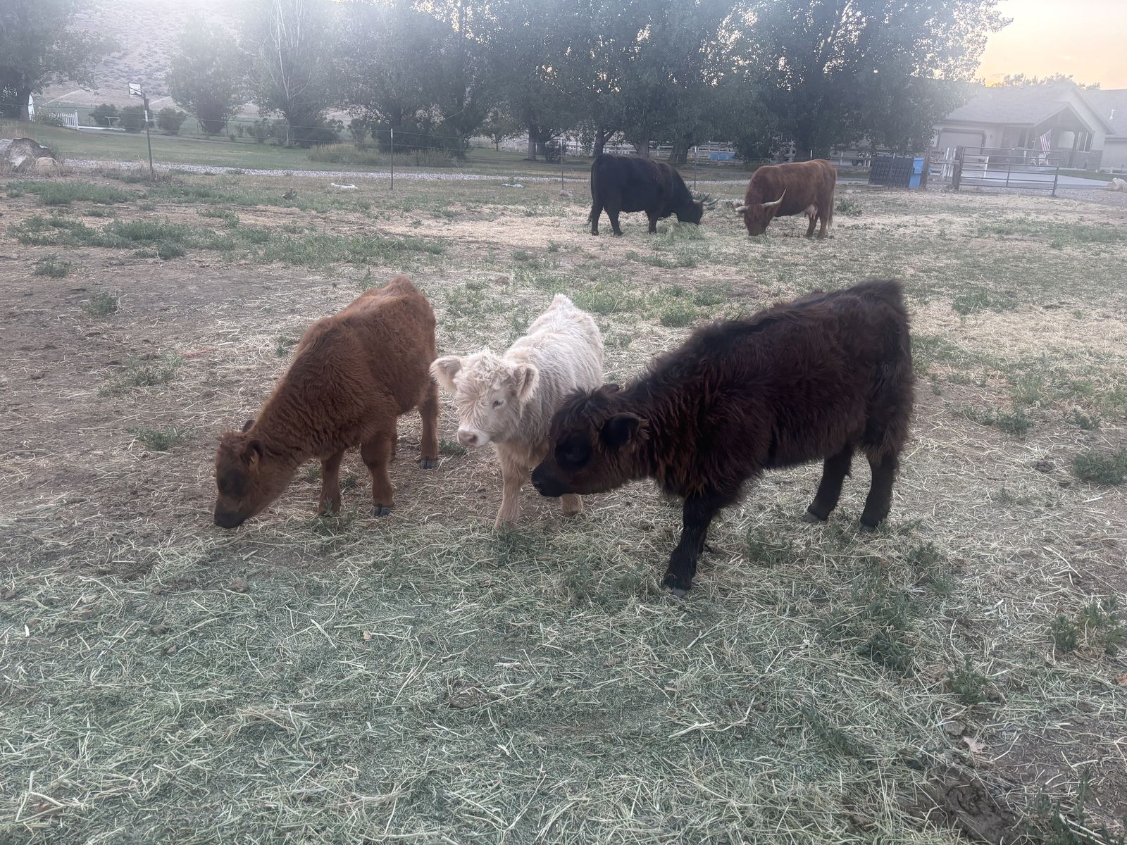 Highland cows