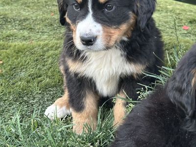 Akc Bernese Mountain dog puppies $1500! OBO