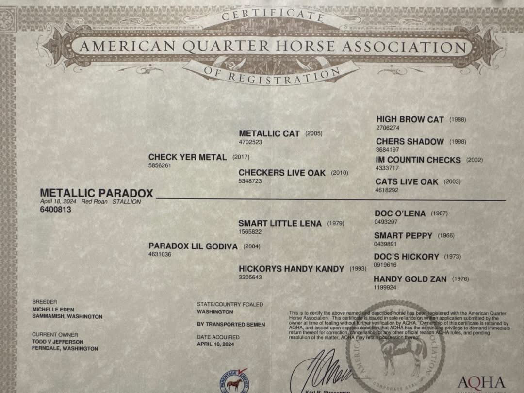 Aqha 2yo cutting Stallion