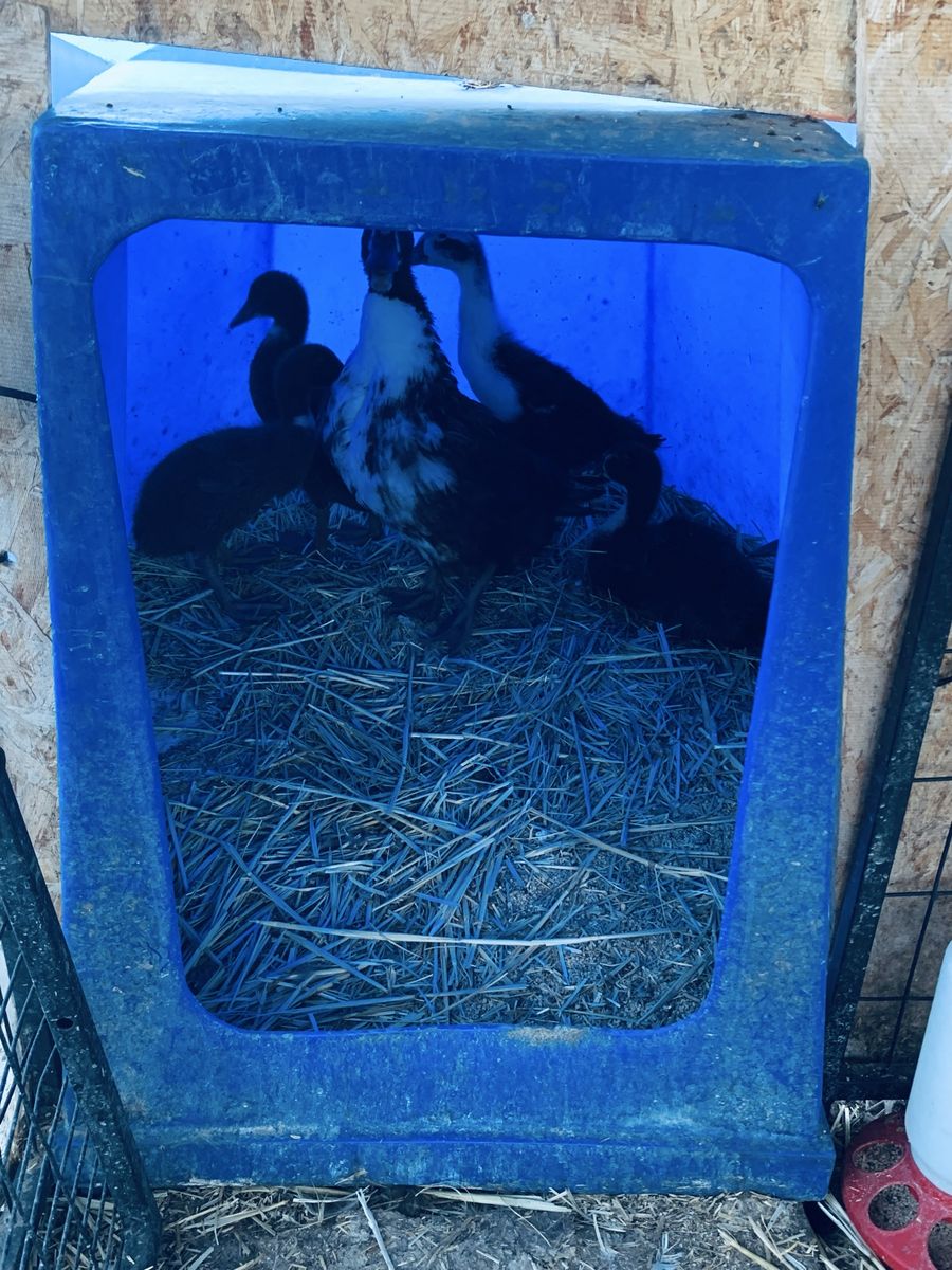 Ducks for sale.
