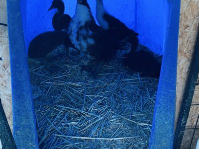 Ducks for sale.