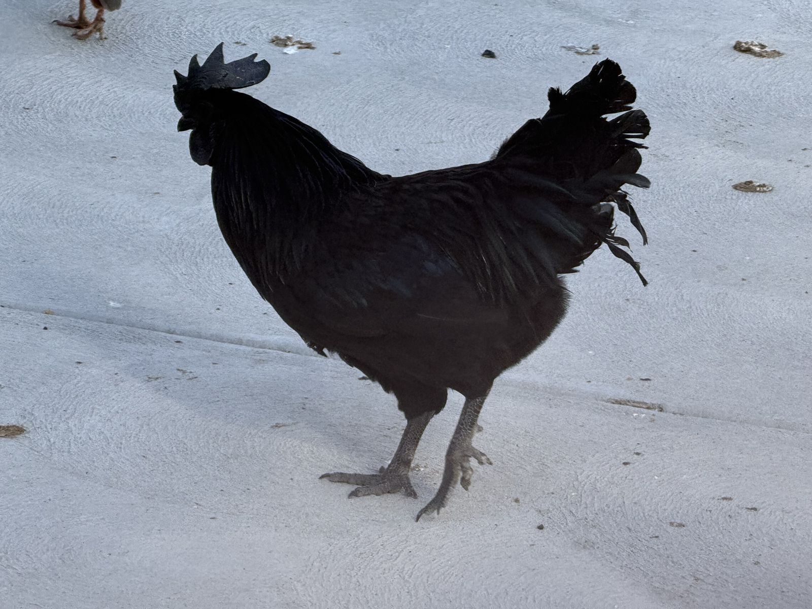 Roosters 