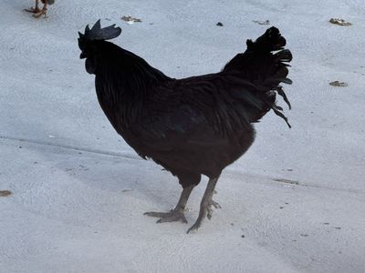 Roosters