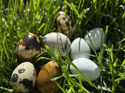 Fresh Quail Eggs! Fertile