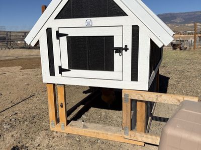 Laying hens and coop