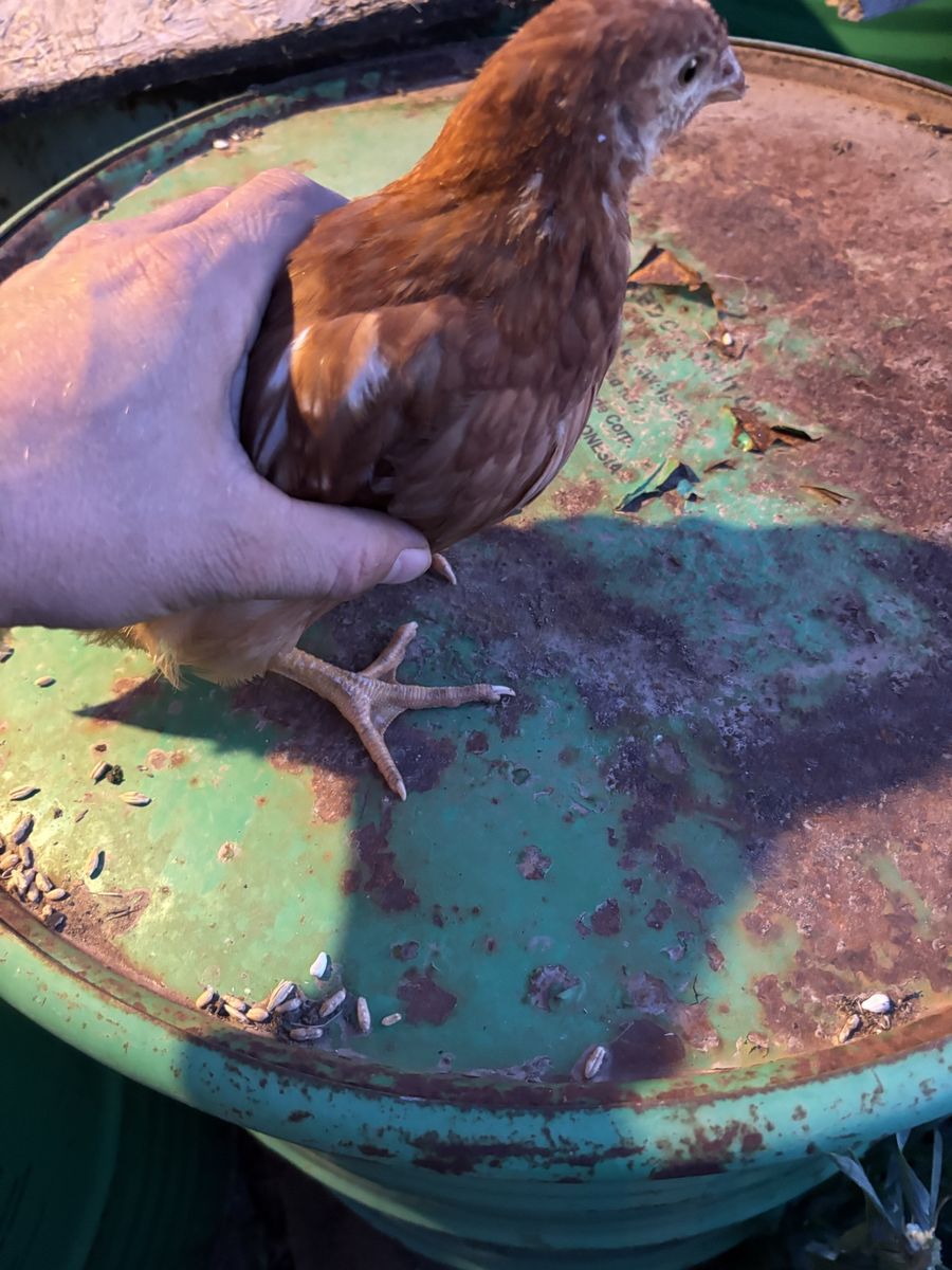 Lying chickens ISO browns and black stars