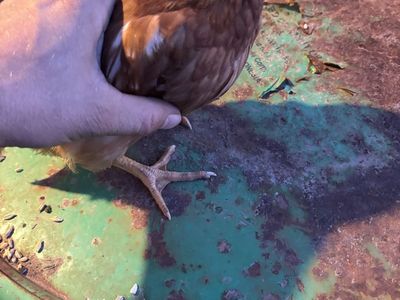 Lying chickens ISO browns and black stars