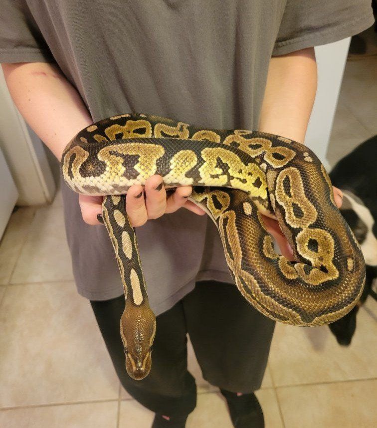 Ball Python Snake with Enclosure - Complete Pet Setup for Sale