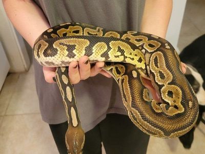 Ball Python Snake with Enclosure - Complete Pet Setup for Sale