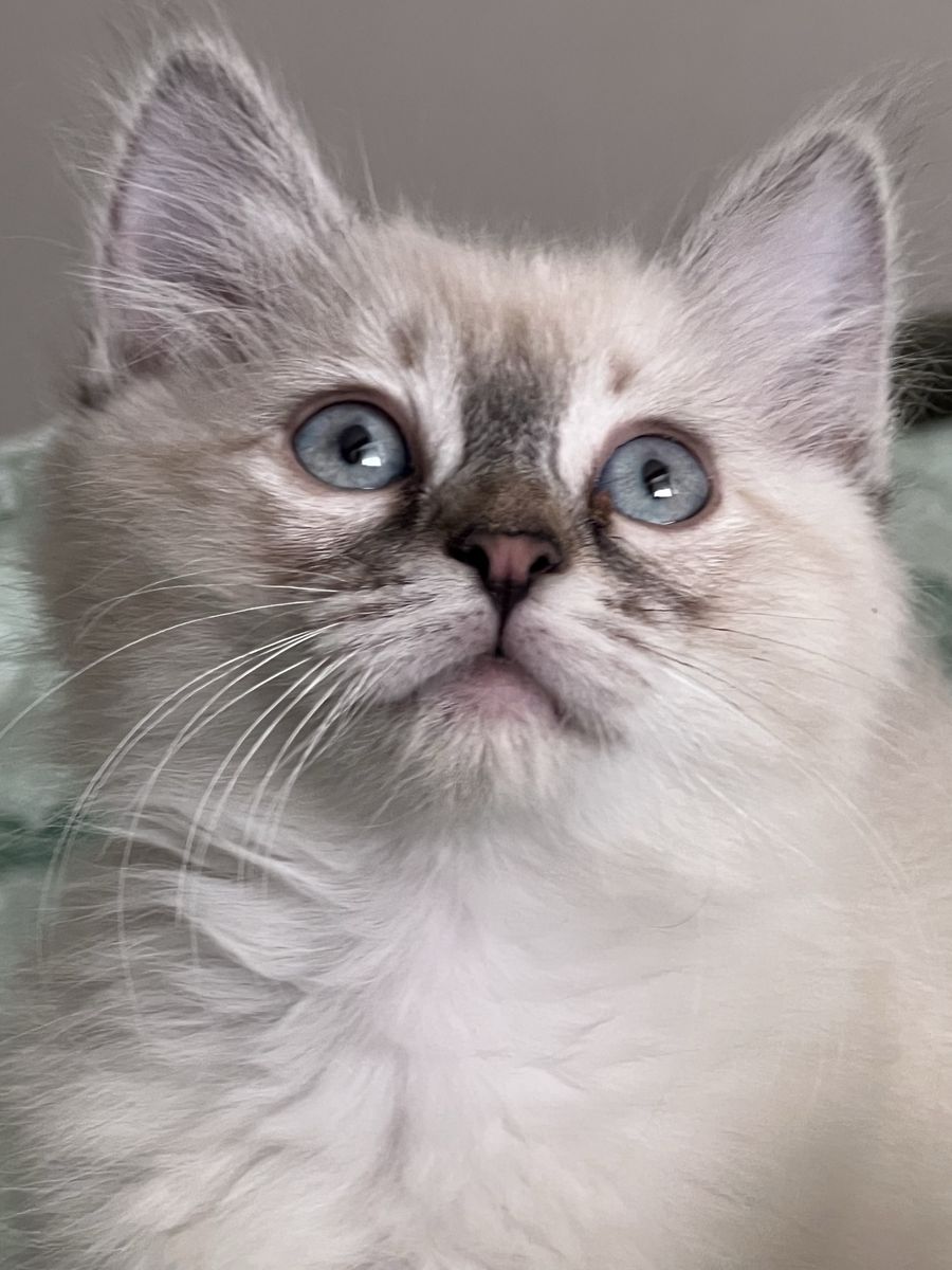Beautiful Pure Siberian Neva Masquerade Kitten for Sale