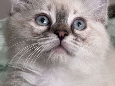 Beautiful Pure Siberian Neva Masquerade Kitten for Sale