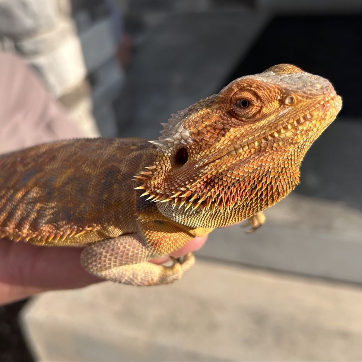 Red Fire Leatherback Bearded Dragon