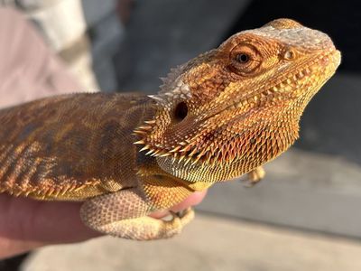 Red Fire Leatherback Bearded Dragon