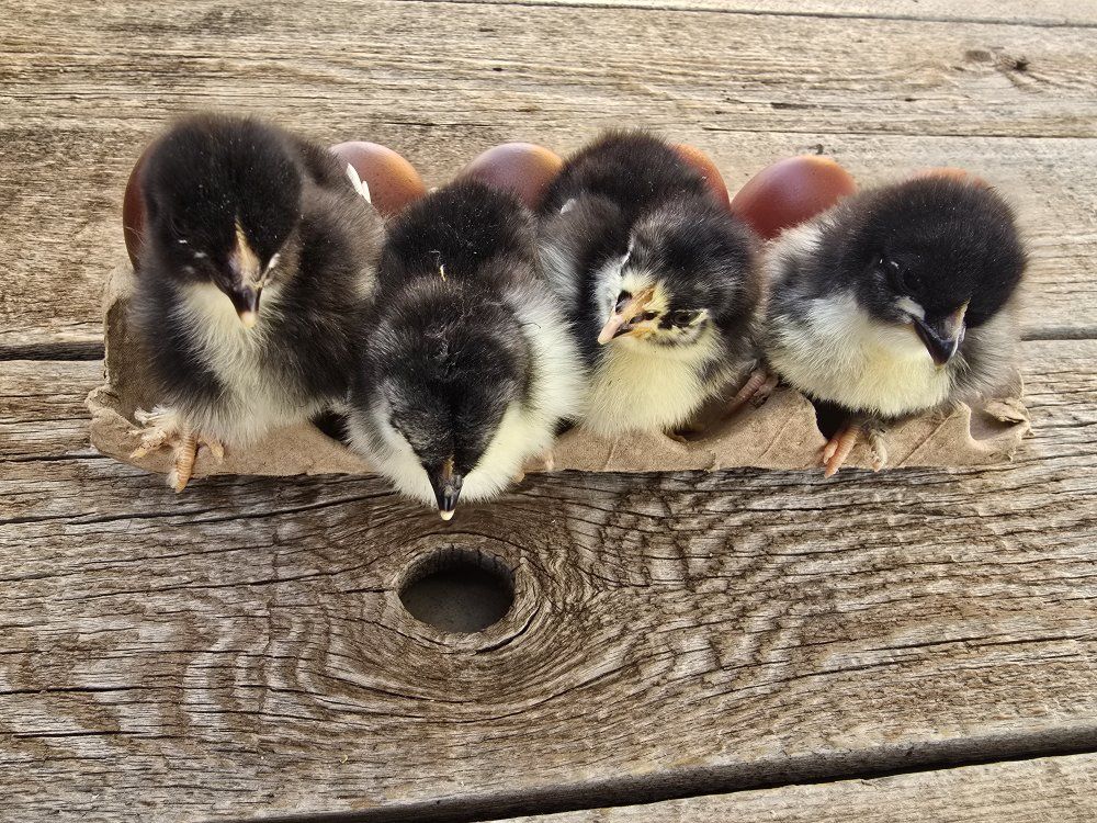 Black Copper Marans BCM