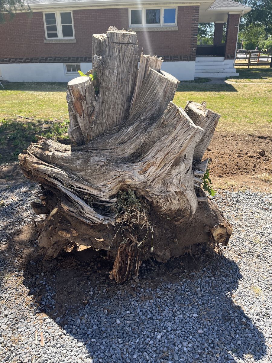 Giant Juniper Tree Trunk