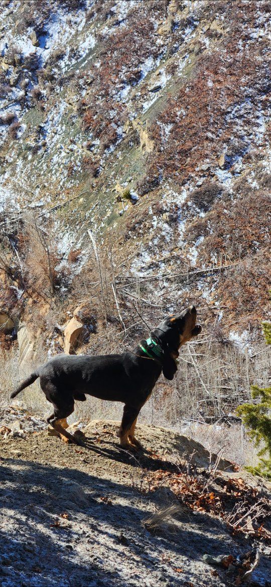 5 year old papered male bluetick hound
