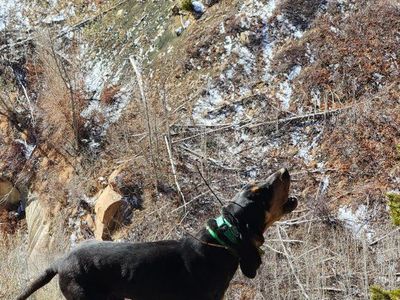5 year old papered male bluetick hound