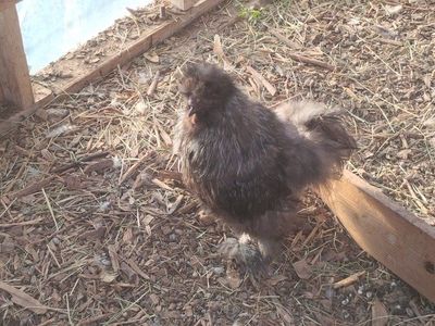 Silkie Rooster Live Bird