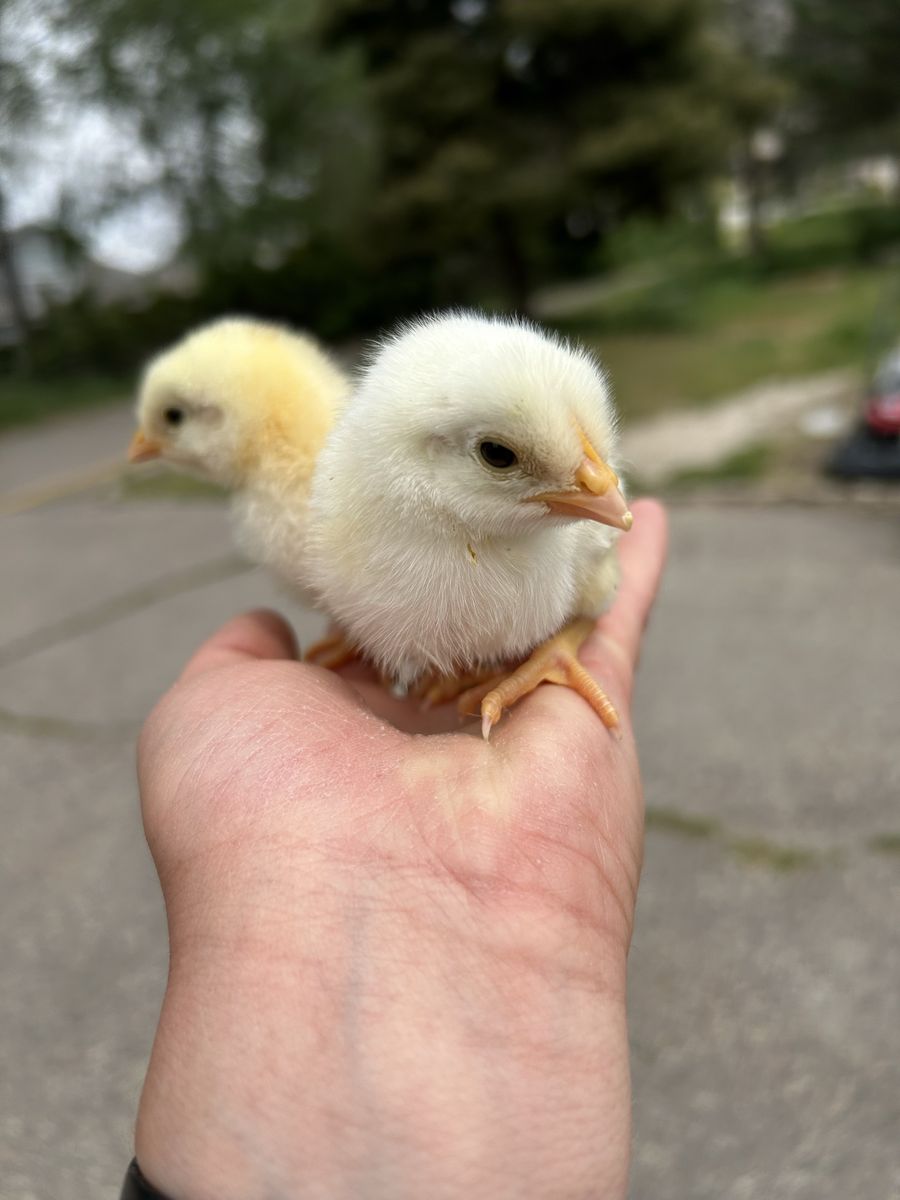 Dual-Purpose Hybrid Chicks